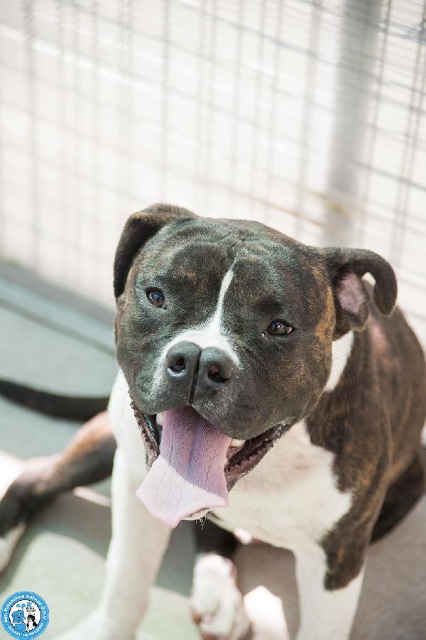 CLONY, mix amstaff giovane e pieno di vita… Foto 3